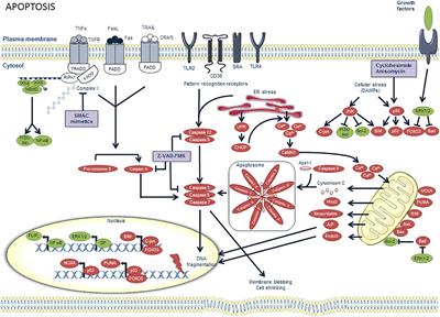 Macrophage Death as a Pharmacological Target in Atherosclerosis